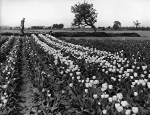 Tulips Prints: Tulip Fields