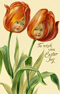 Tulip Gallery: Tulip flower faces
