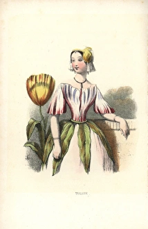 Tulip Gallery: Tulip flower fairy, Tulipa gesneriana