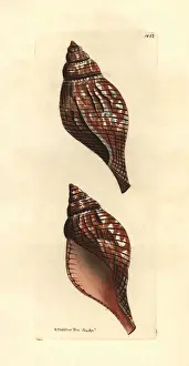 Tulipa Prints: Tulip seasnail, Fasciolaria tulipa