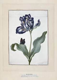 Women Artists Collection: Tulip and small tortoiseshell