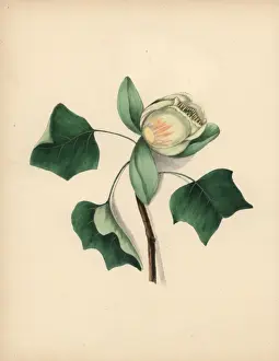 Clarissa Prints: Tulip tree blossom, Liriodendron tulipifera