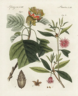 Tulip tree, Liriodendron tulipifera, and star Tulip tree, Liriodendron tulipifera, and star