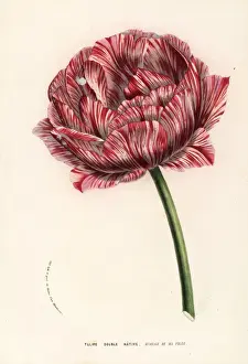 Tulip Prints: Tulip variety, My Daughters Wedding