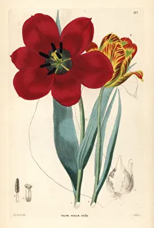 Tulip Gallery: Tulipa agenensis