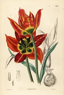 Tulipa agenensis