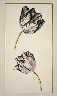 Tulipa cultivar, tulip