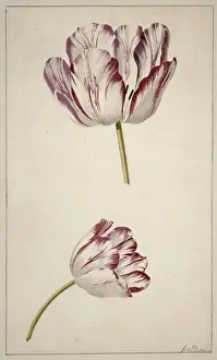 Tulip Prints: Tulipa cultivar, tulip