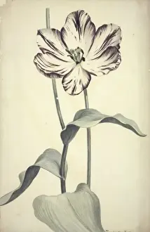 Tulipa cultivar, tulip