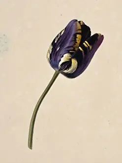 Tulipa cultivar, tulip