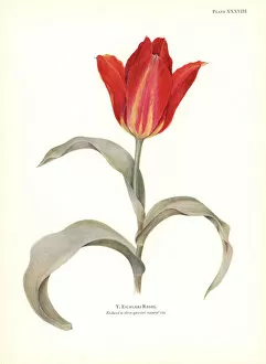 Katherine Gallery: Tulipa eichleri