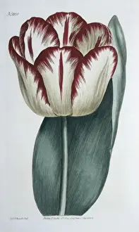 Liliales Prints: Tulipa gesneriana, garden tulip
