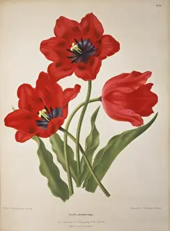 Didier Prints: Tulipa gesneriana L. Didiers tulip