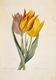 Tulipa gesneriana, tulip Tulipa gesneriana, tulip