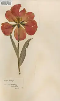 Herbarium Prints: Tulipa greigii, red hiding hood tulip