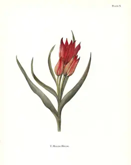 Dykes Prints: Tulipa hageri