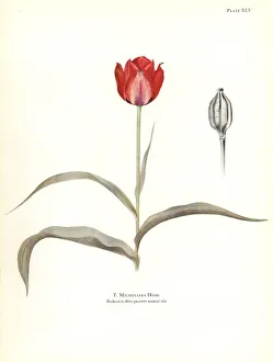 Elsie Gallery: Tulipa micheliana