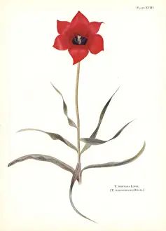 Dykes Prints: Tulipa montana (Tulipa maximowiczii)