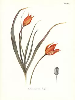 Katherine Gallery: Tulipa orphanidea No. 702