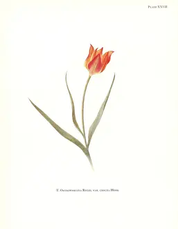 Dykes Prints: Tulipa ostrowskiana var. crocea