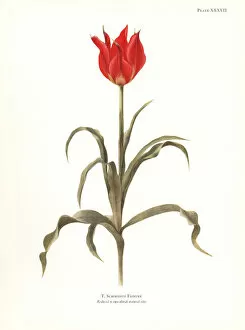 Katherine Gallery: Tulipa schmidtii