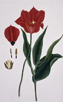 Liliales Prints: Tulipa sp. tulip