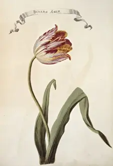 Tulipa sp. tulip