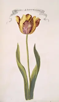 Tulipa sp. tulip