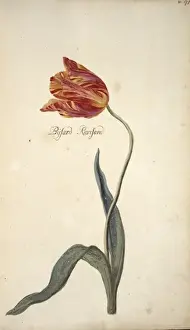 Tulipa sp. tulip