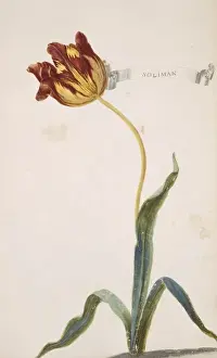 Tulipa sp. tulip