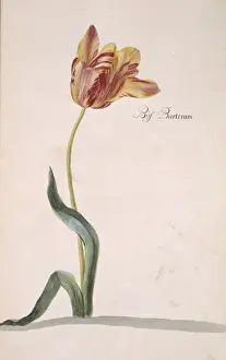Tulipa sp. tulip