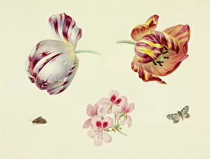 Botanic Collection: Tulipa sp. tulips