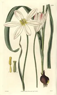 Stamen Prints: Tulipa stellata, stellated East Indian tulip