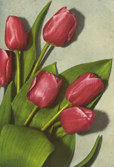 Tulips Prints: Tulips