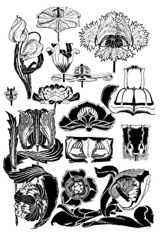 Images Dated 8th January 2020: Tulips