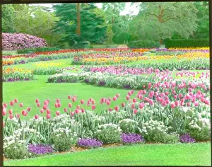 Tulips at Kew Gardens