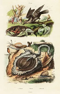 Chicks Prints: Tun shells and Eurasian wryneck
