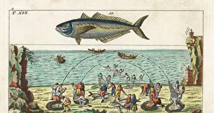 Gottlieb Prints: Tuna fishing method and horse mackerel