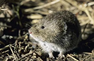 Foraging Gallery: Tundra / Root Vole - feeds on plants at river Negustyah