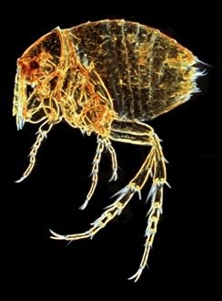 Micro Photography Gallery: Tunga penetrans, chigoe flea
