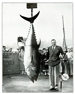 Images Dated 7th March 2019: Tunny caught bys G Bassett, September 1937