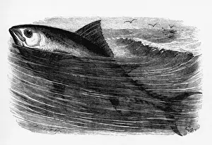 Tuna Prints: A tunny or tuna fish