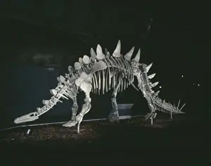 Tuojiangosaurus
