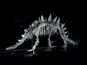 Eurypoda Collection: Tuojiangosaurus