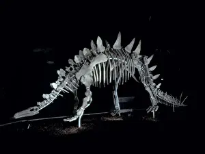 Genasauria Prints: Tuojiangosaurus