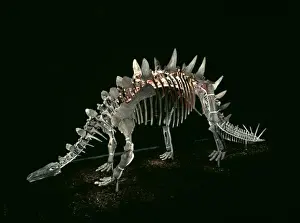 Genasauria Prints: Tuojiangosaurus; Chinese dinosaur skeleton