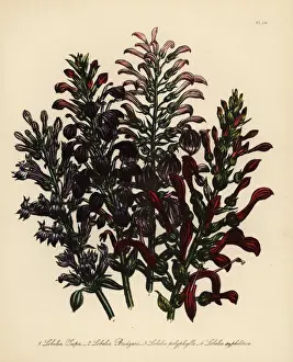 Humphreys Prints: Tupa or Lobelia species