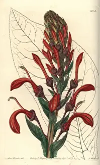 Sydenhamedwards Prints: Tupa poison plant, Lobelia tupa
