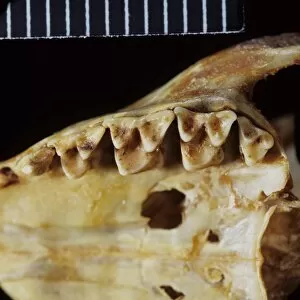 Tupaia glis, common tree shrew teeth
