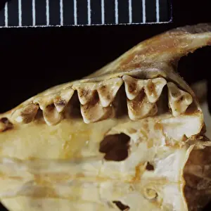 Shrew Prints: Tupaia glis, common tree shrew teeth